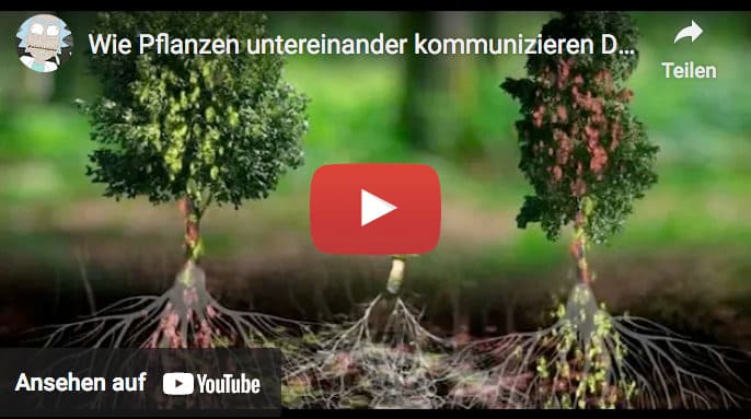 Wie Pflanzen untereinander kommunizieren Doku