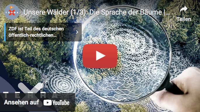 Unsere Wälder (1/3): Die Sprache der Bäume | Ganze Folge Terra X